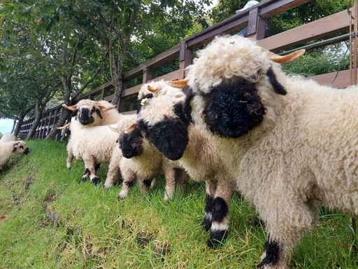 清境「笑笑羊」小鮮肉徵婚 條件曝光!入贅價備禮金30萬