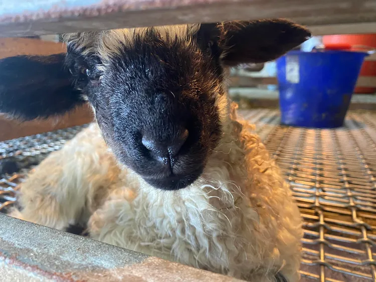 今年剛出生的瓦萊黑鼻羊，模樣相當可愛。取自 清境農場臉書