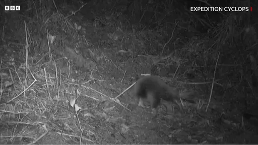 神隱幾十年!號稱「玻璃獸」原形 野外攝影機抓到牠了