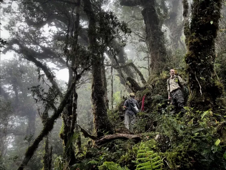 拍攝到針鼴的原始樹林。BBC