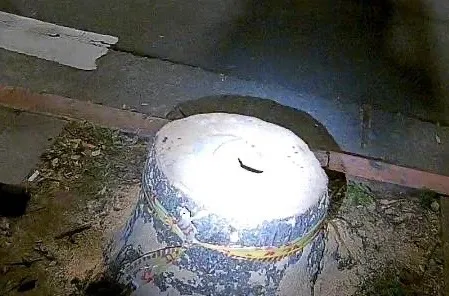 被砍斷的路樹。翻攝畫面