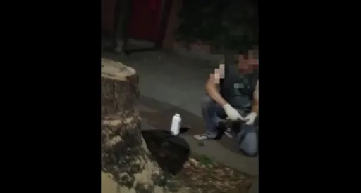 北市男當街砍樹讓路人傻眼 落網辯:這棵樹已死要廢物利用