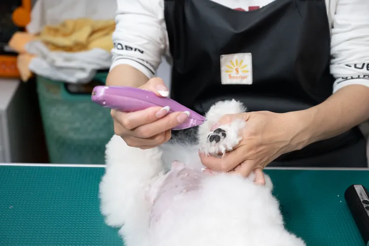 邱琦雯仔細剃除狗的腳底毛髮。艾迪昇傳播提供