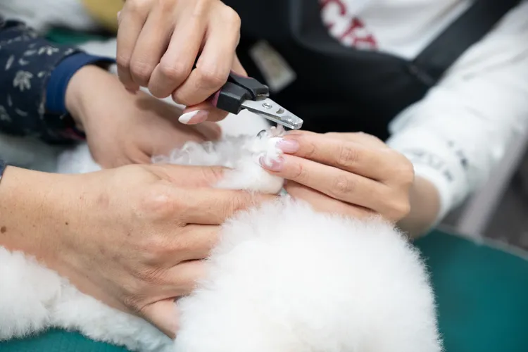 邱琦雯在老師指導下幫狗剪指甲。艾迪昇傳播提供