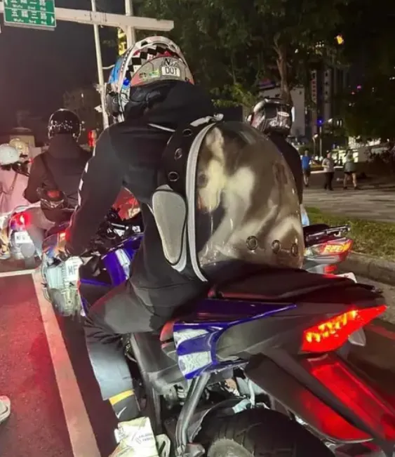 哈士奇被塞成「肉包」，騎士載狗方式太虐待，引發路人不滿。翻攝Dcard