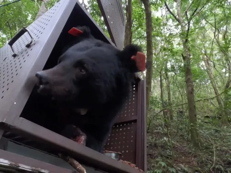 這隻以布農族取名為Hundiv的黑熊年紀在18至22歲間，創林業保育署救援野放年齡最高紀錄。林保署台東分署提供