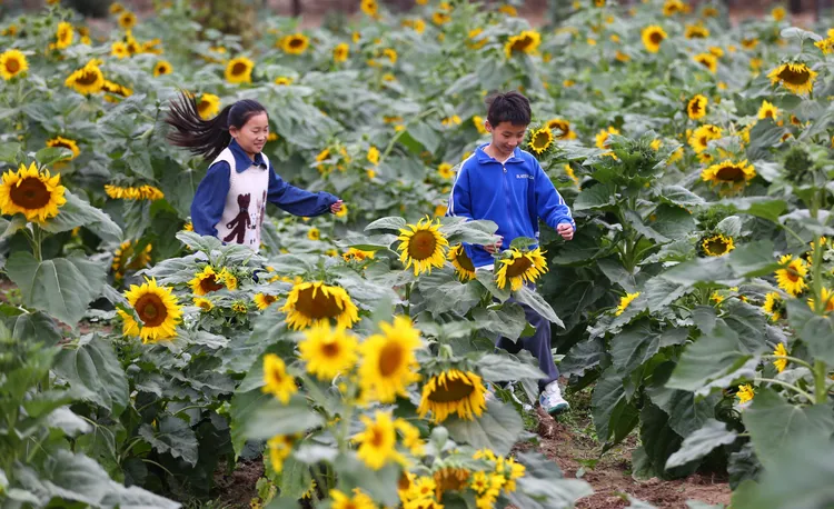 兒童在山東滕州的向日葵花田中遊玩。新華社