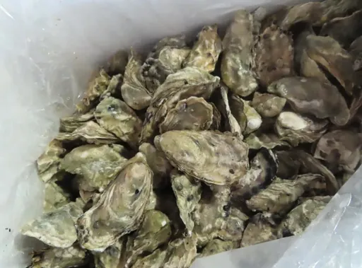 本土副傷寒病例創十年新高!禍首指向烤蚵或生蠔 常見7症狀