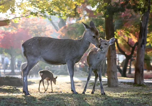 為賞鹿、拍照 日本妙齡女墜40公尺深谷死亡