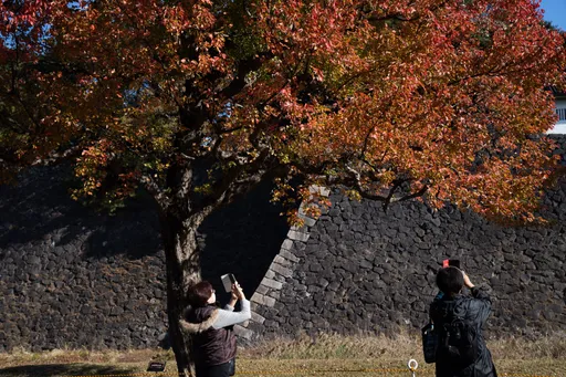 賞秋葉之靜美　日本皇居「乾通大道」限時開放中