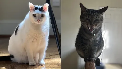 戰貓部隊！蕭美琴今晚赴美　帶4隻愛喵返台團圓