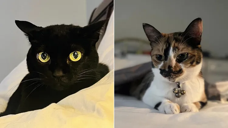 翻攝自蕭美琴臉書