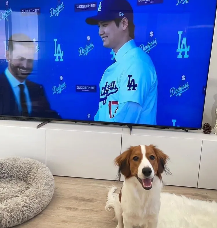 大谷翔平的愛犬在家裡看著主人上電視。   翻攝MLB X