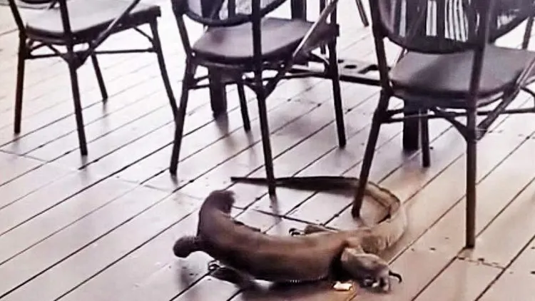 新加坡聖淘沙的海邊咖啡座出現一條巨型蜥蜴。翻攝臉書/聖淘沙