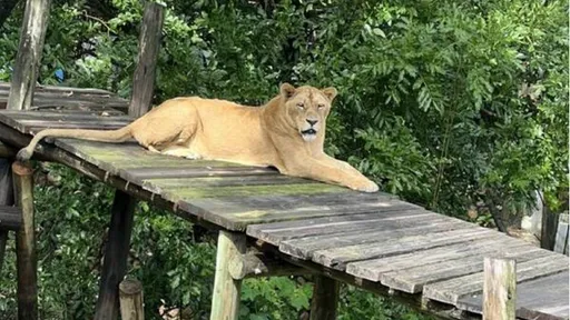 野生獼猴嬉戲失足壽山動物園 遊客直擊「母獅吃播」驚:母猴要救也來不及