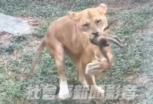 野生獼猴嬉戲墜獸欄，遭壽山動物園母獅咬死。翻攝Line群「社會事新聞影音」