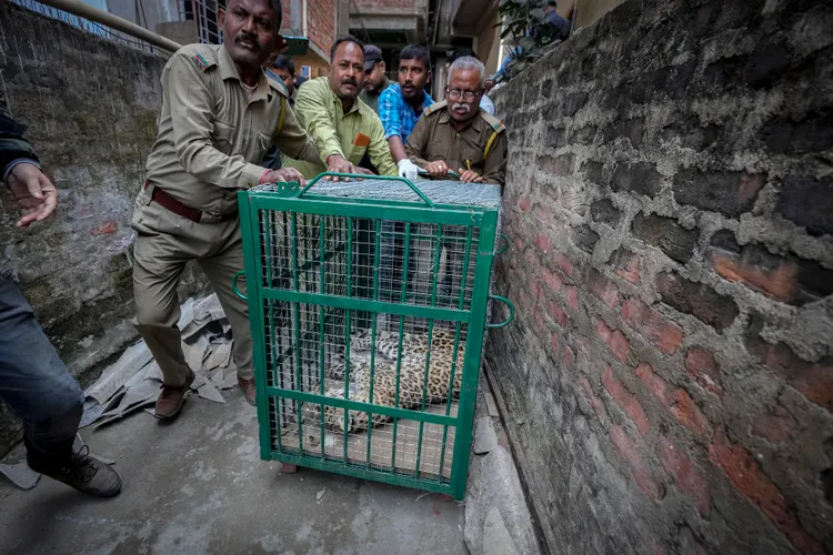 動物園獸醫成功麻醉花豹。美聯社