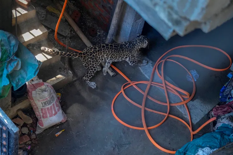 花豹在工地內遊蕩。美聯社