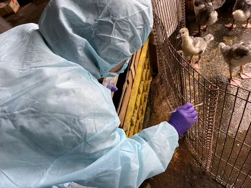 禽流感高風險季節到來　新北「三面向」強化防疫網