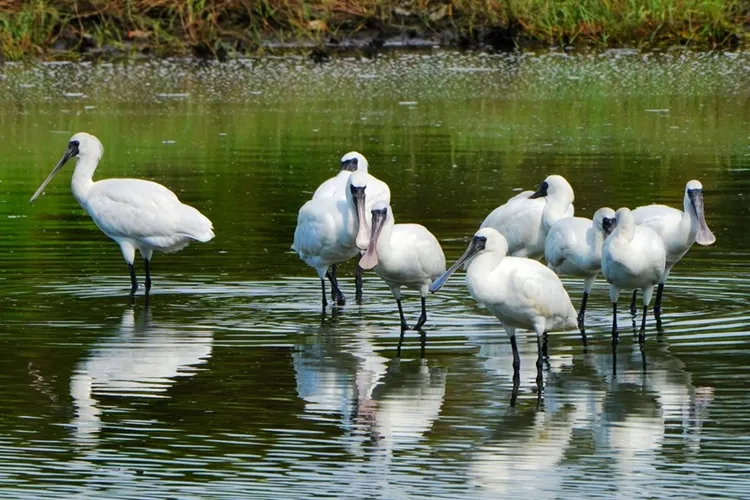 黑面琵鷺每年固定到訪香山濕地。新竹市府提供