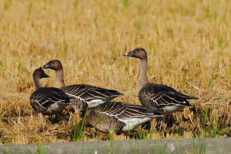 豆雁類停棲金城湖周邊稻田。新竹市府提供