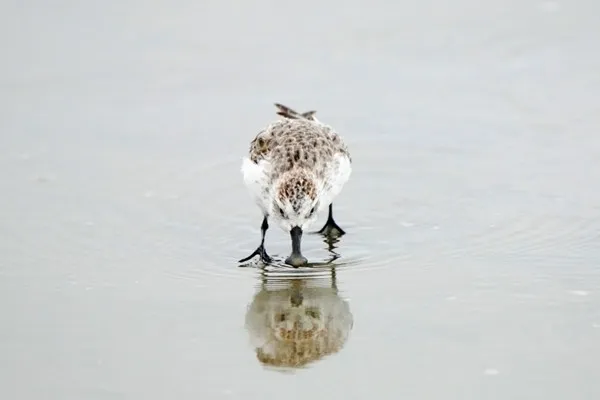 琵嘴鷸。新竹市府提供