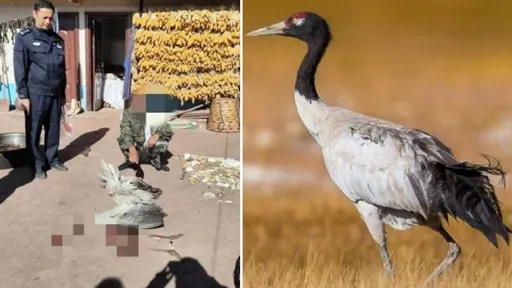神馬「高原神鳥」?就是一頓「野味」 惡男吃1口恐換10年牢