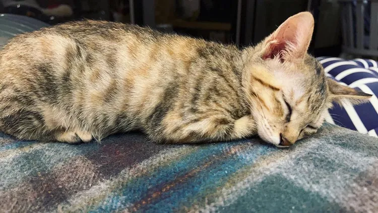 炎亞綸說從未養過貓，但會努力嘗試給愛貓「美娟」一個家。翻攝自炎亞綸IG