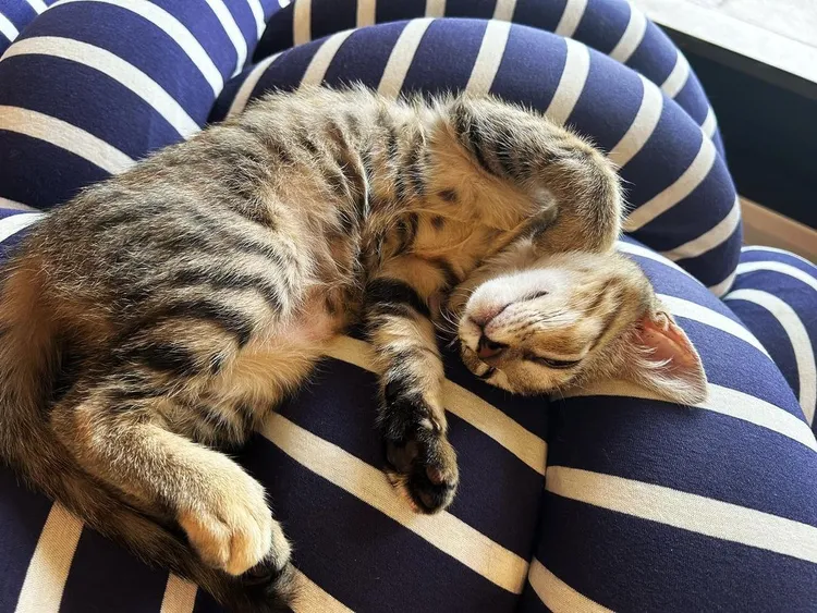 暌違近半年後炎亞綸IG首PO文，貼出新寵「美娟」可愛照片。翻攝自炎亞綸IG