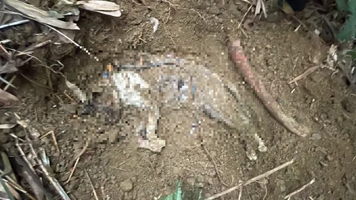 慘圖|連續變態殺貓魔現蹤!動保處挖出5具貓屍 遭火燒虐死