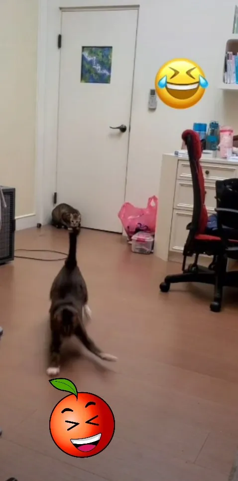 喵星人追到都快滑倒了，但就是追不到。TikTok@yoona2929 提供