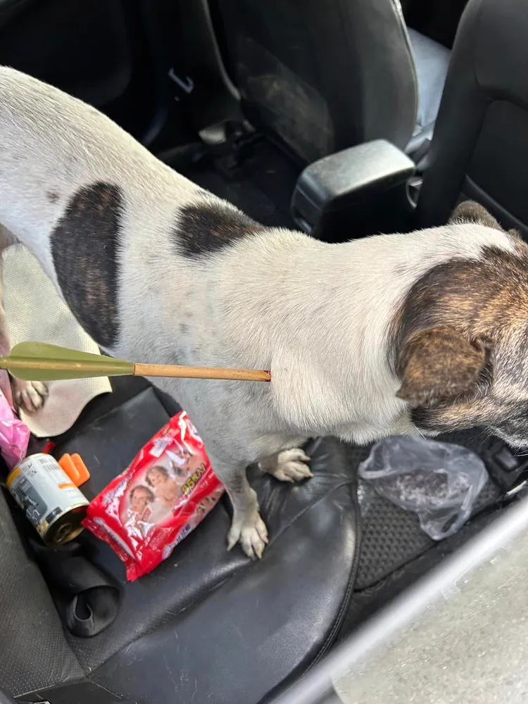 雲林斗六有人持弓箭射殺流浪犬。取自「雲林縣關懷動物協會」粉專