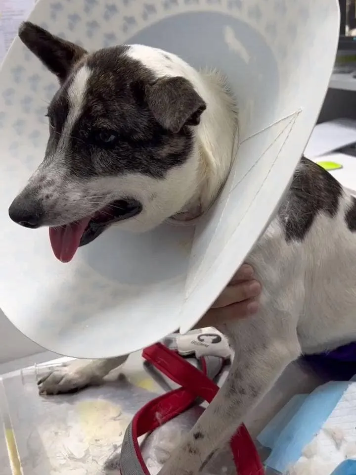 受傷的浪浪目前在高雄的動物醫院救治。取自徐文良（徐園長護生園）粉專