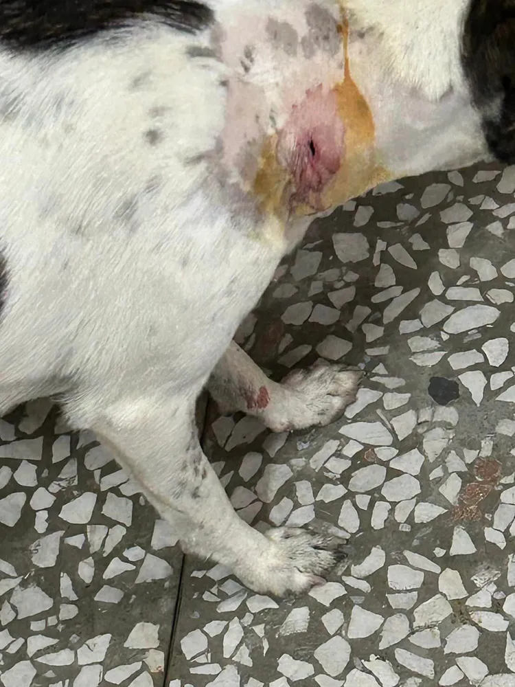 送醫拔箭後，頸部留下一個大洞。取自「雲林縣關懷動物協會」粉專