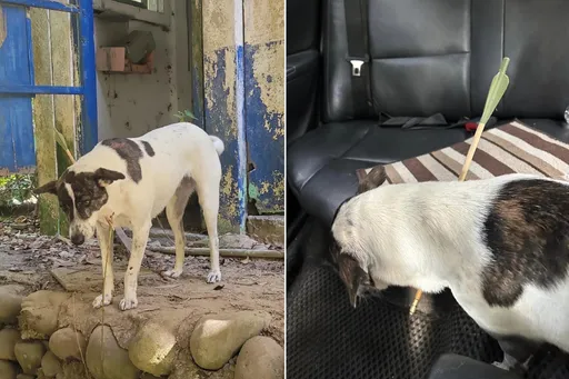 浪犬被狩猎「弓箭射穿颈」 和死神抢命!志工怒:会有报应