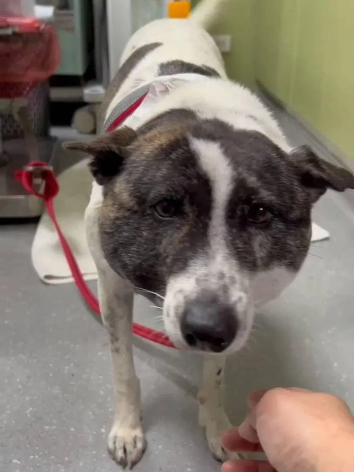 受傷的浪浪目前在高雄的動物醫院救治。取自徐文良（徐園長護生園）粉專