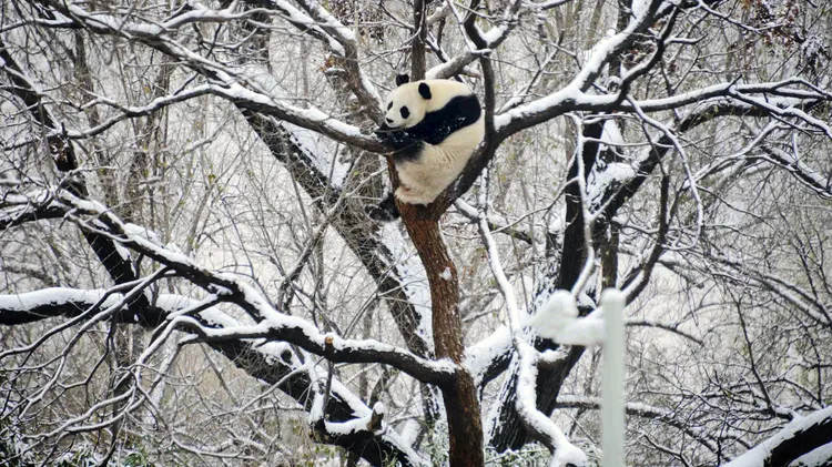 動物園的熊貓不但不怕冷，還爬到樹枝高處。美聯社