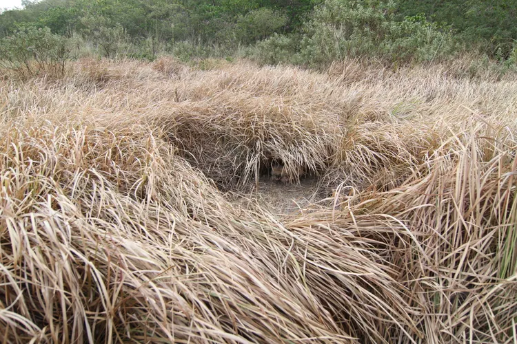 草鴞是唯一在地面築巢的貓頭鷹。曾志成攝 高雄鳥會提供