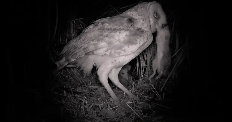 草鴞是夜行性動物，善捕捉老鼠。許晉榮攝 高雄鳥會提供