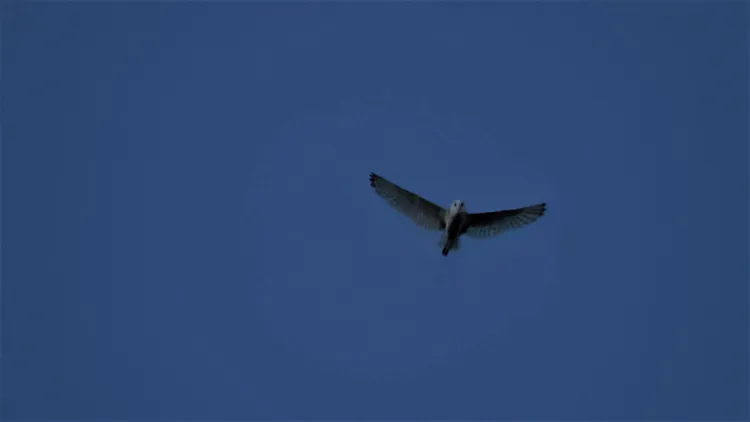 草鴞估計全台僅有3至5百隻。許晉榮攝 高雄鳥會提供