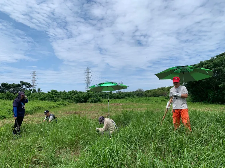 高雄鳥會志工在路科草鴞棲地清除草頭除藤蔓，維護棲地品質。黃淑玫攝 高雄鳥會提供
