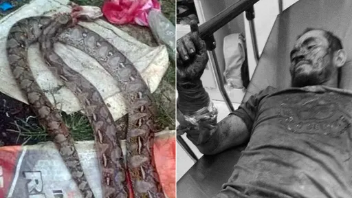 3公尺巨蟒攔路纏身狠咬 人類反殺!浴血10分鐘「把蛇咬到死」