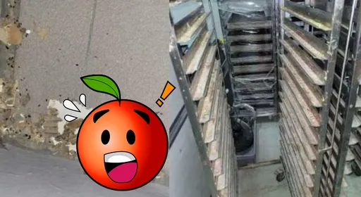 料理鼠王的徒弟?食品廠有死老鼠 Proofer Bakery停業3個月!