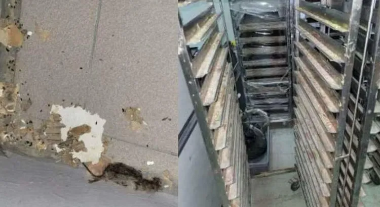 新加坡食品局查出Proofer Bakery的廠區有死老鼠。翻攝新加坡食品局
