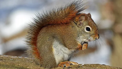 哭哭!動物園用殺蟲劑殺寄生蟲 下手過重連松鼠都死了31隻