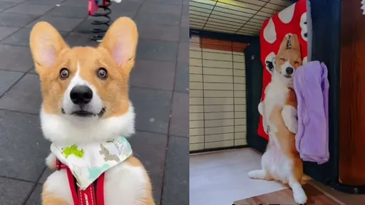 汪星人「小基腿」蹦蹦跳 最後一幕讓人笑倒