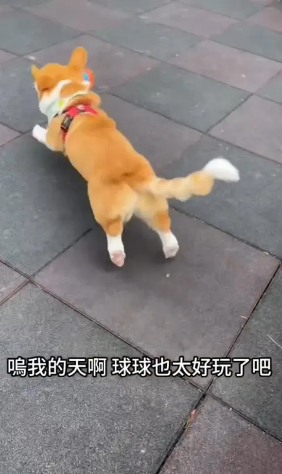 別看柯基短腿，背影雙腿像兔子動作非常敏捷。TikTok@chinchin_hihi 提供