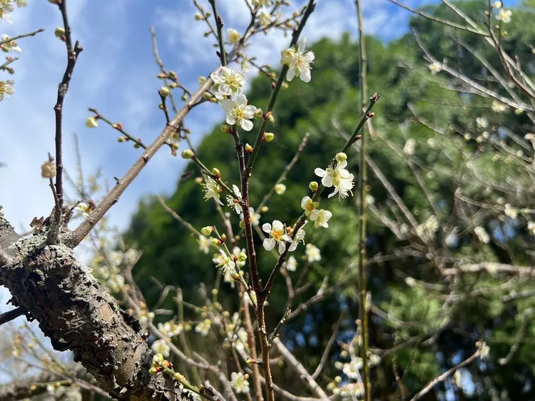 角板山梅花。桃園市府觀旅局提供