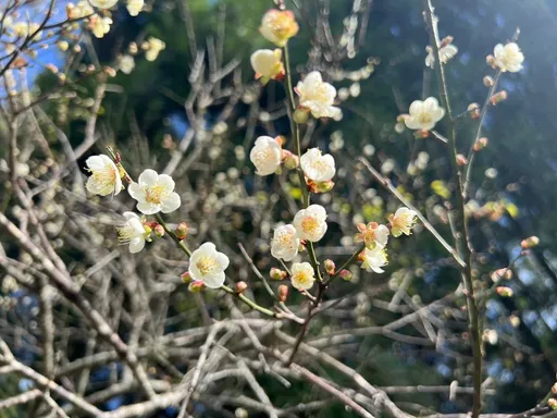 角板山行館園區白色浪漫來襲 復興區踏雪尋梅即將登場