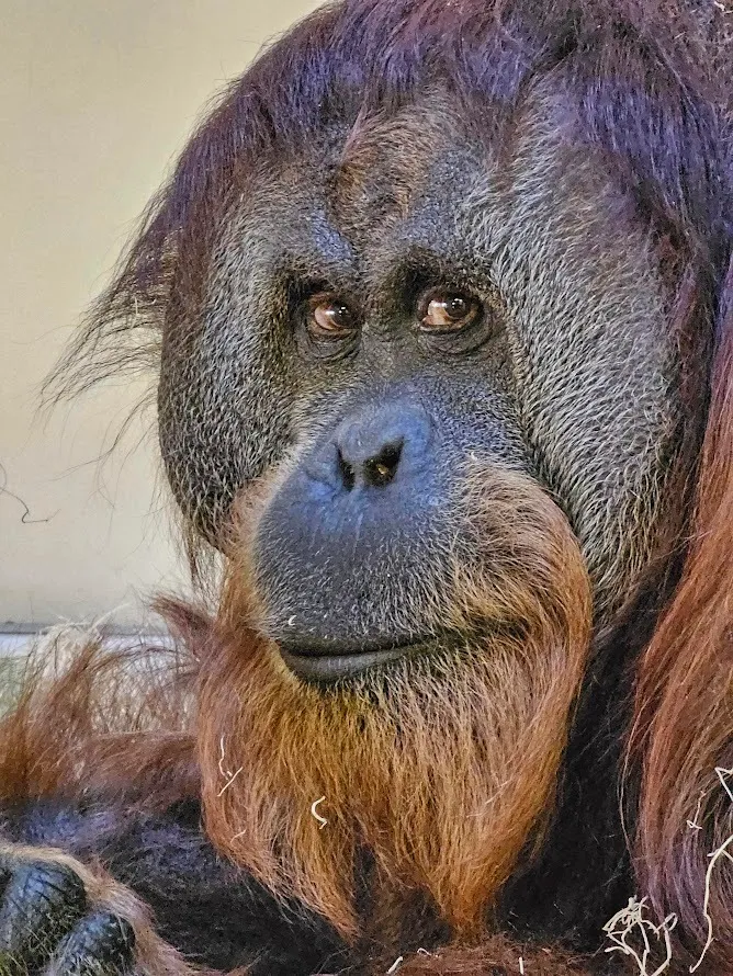 西斯卡的爸爸。美聯社